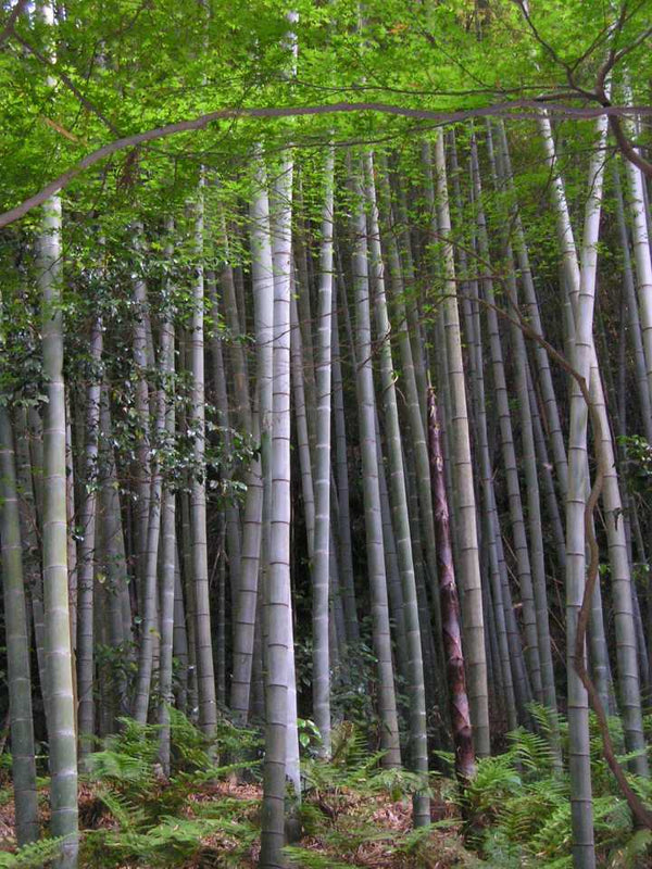Bamboo Bed Sheets