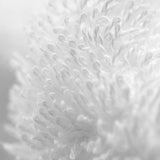 Superior 1000 Gram Egyptian Cotton Oversize 63 x 31 Bath Towel, 1 Piece, Logo White